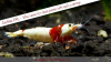 JustBee-PRL-Shrimps-images-2014-1.png