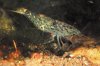 Atyoides pilipes.jpg