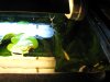 echinodorus wächst.jpg echinodorus wächst.jpg