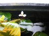 echinodorus blüht.jpg echinodorus blüht.jpg
