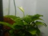 DSCN6465.JPG DSCN6465.JPG