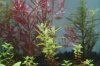 Rotala Colorata.JPG