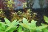 Rotala mexicana Goias.JPG