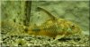 Corydoras paleatus.jpg