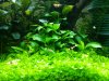 anubias.jpg