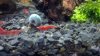 moreshrimps.jpg moreshrimps.jpg