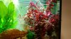 Ludwigia 2.jpg Ludwigia 2.jpg