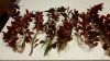 Ludwigia 3.jpg Ludwigia 3.jpg
