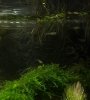 mini-guppys-1.jpg