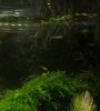 mini-guppys-1.jpg mini-guppys-1.jpg
