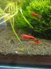 DSC02455 mak.jpg