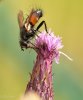 IMG_9355-2.jpg