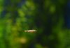DSC_0035.JPG
