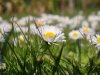 Blume5.jpg