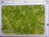 schwimmfarn-portion-13x19cm.jpg schwimmfarn-portion-13x19cm.jpg