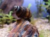 posthornschnecke.JPG