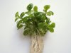 Lobelia_car_mini.jpg Lobelia_car_mini.jpg