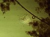 8Heliozoon11.jpg