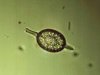 Radiolaria 2.jpg