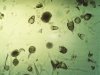 Radiolaria 3.jpg