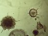 Radiolaria 4.jpg