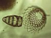 Radiolaria 6.jpg
