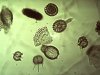 Radiolaria 7.jpg