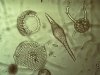 Radiolaria 8.jpg