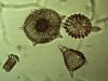 Radiolaria 10.jpg