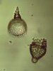 Radiolaria 11.jpg