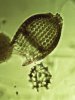 Radiolaria 12.jpg