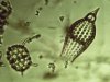 Radiolaria 14.jpg