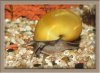 Apfelschnecke_1_1024.jpg