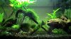 jungle_01_small.jpg jungle_01_small.jpg