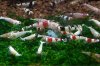 ImageUploadedByTapatalk1439050166.786240.jpg ImageUploadedByTapatalk1439050166.786240.jpg