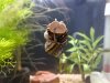 posthornschnecke.JPG posthornschnecke.JPG