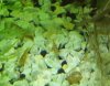tigergemusterte-TaiTiBee-02.jpg tigergemusterte-TaiTiBee-02.jpg