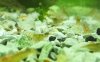 tigergemusterte-TaiTiBee-04.jpg tigergemusterte-TaiTiBee-04.jpg