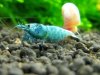 tragende Blue Bolt.jpg tragende Blue Bolt.jpg