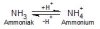 Ammoniakgleichgewicht.jpg