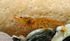 Caridina cantonensisTangerine.jpg Caridina cantonensisTangerine.jpg