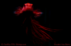 JustBee-Betta-2.png