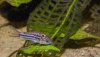 Corydoras nanus.jpg