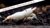 JustBee-PRL-Shrimps-1.png