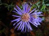 aster blaue lagune.jpg