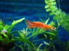 guppy orange.jpg