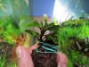 MiniCoin.jpg MiniCoin.jpg