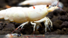JustBee-PRL-Shrimps-akaebinosato2.png