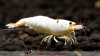 JustBee-PRL-Shrimps-akaebinosato.png