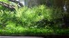 p helferi.jpg p helferi.jpg